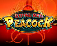 Royal Red Peacock