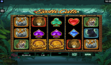 exoticcats1