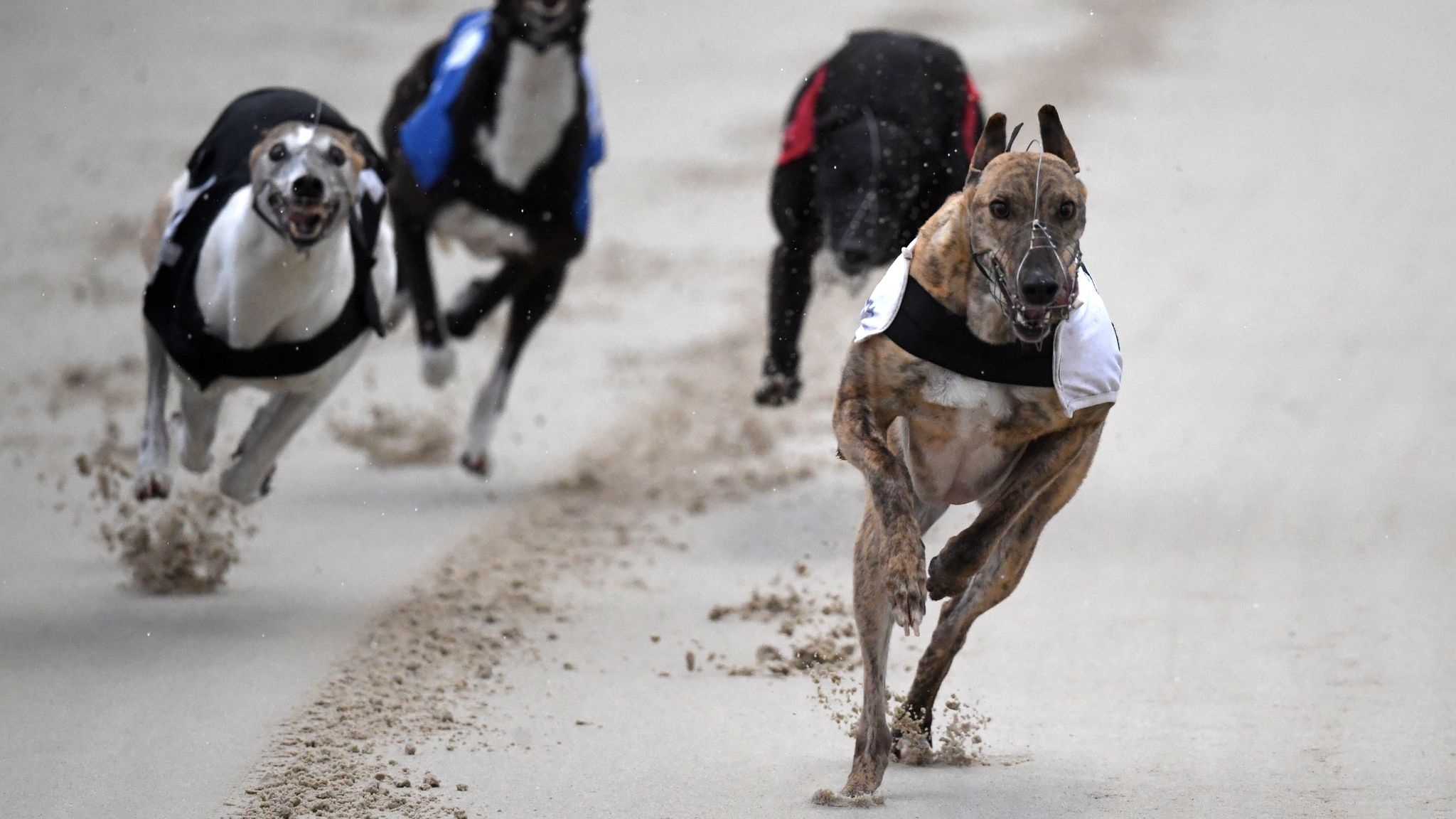 Calls to Ban Greyhound Racing in Scotland After Tests Reveal Dogs Doped with Cocaine