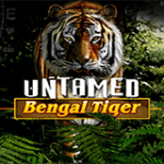 Untamed Bengal Tiger
