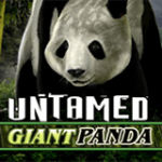 Untamed Giant Panda